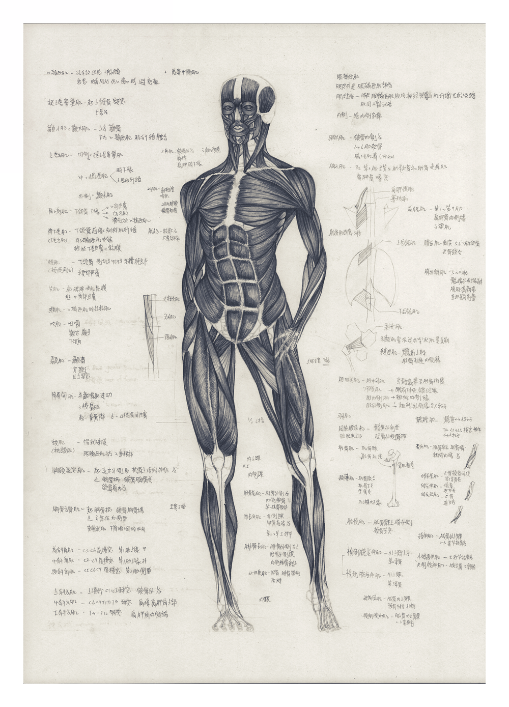 藝用解剖學1 達文西維特魯威人 線上教學課程 Hahow 好學校